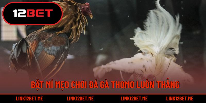 Bật mí mẹo chơi đá gà thomo luôn thắng