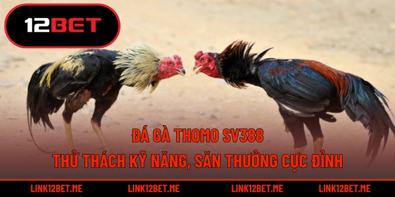 Đá gà thomo SV388