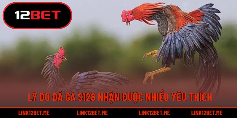 Lý do đá gà S128 nhận được nhiều yêu thích 