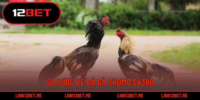 Sơ lược về đá gà thomo SV388