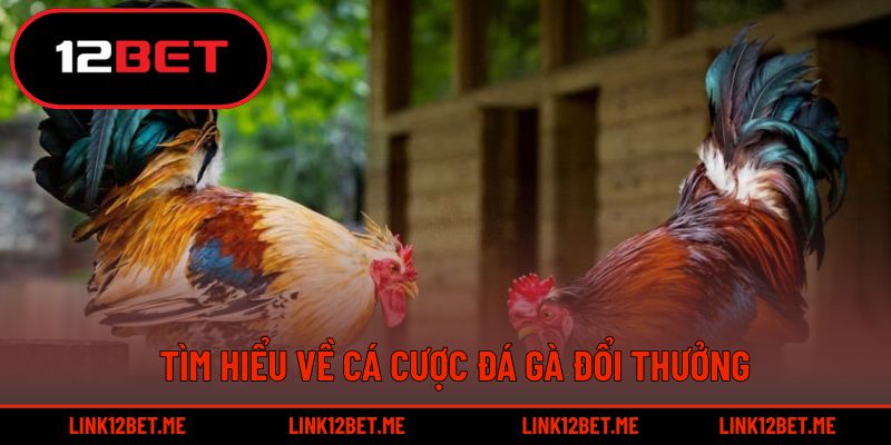 Tìm hiểu về cá cược đá gà đổi thưởng
