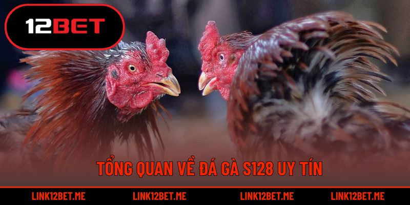 Tổng quan về đá gà S128 uy tín
