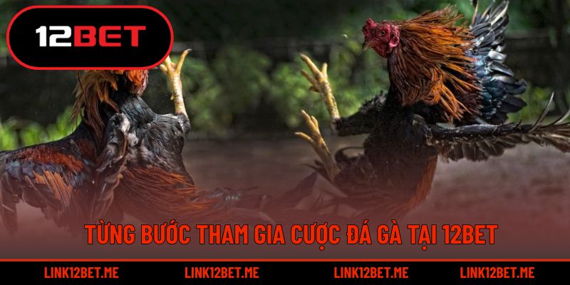 Từng bước tham gia cược đá gà tại 12BET